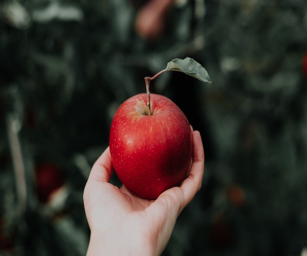 A hand holding a red apple in a forest.