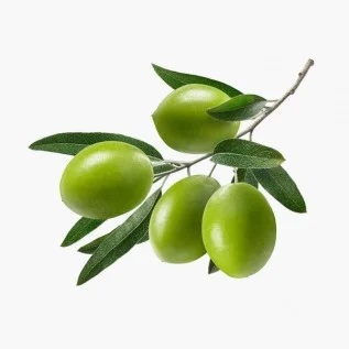 Four green olives on a branch.